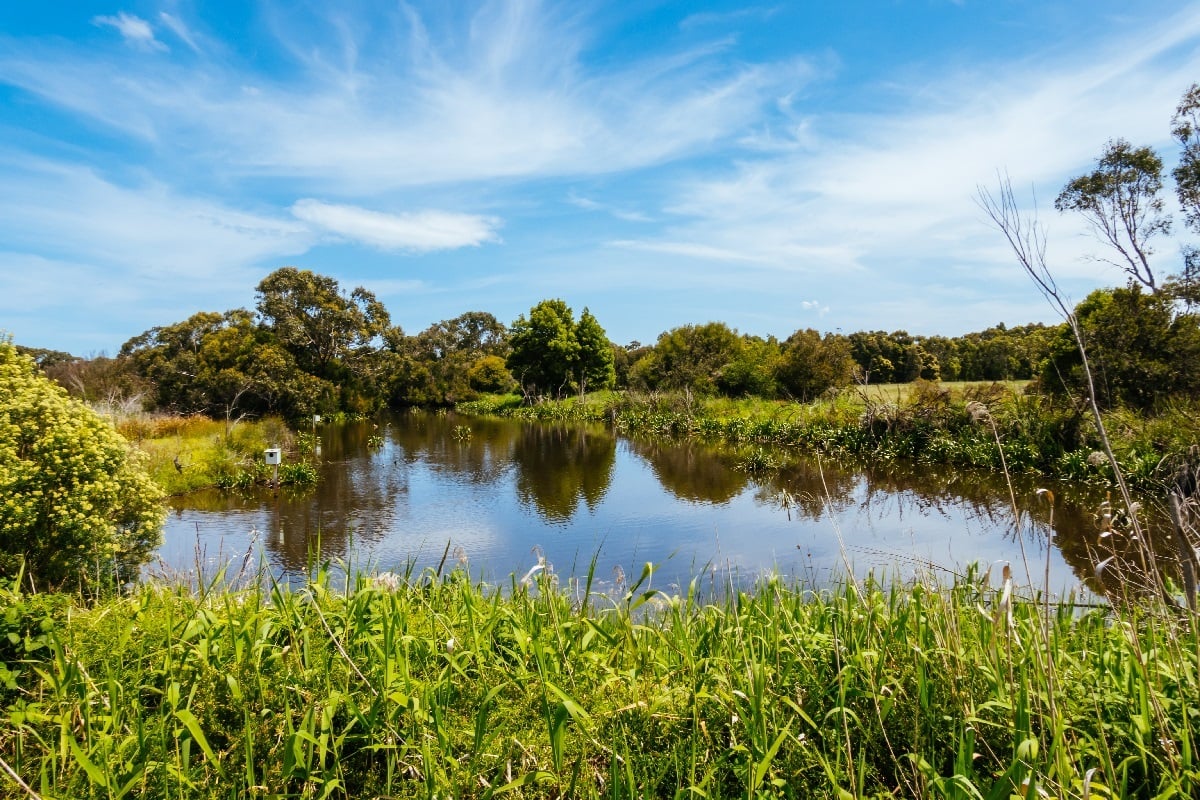 wetland